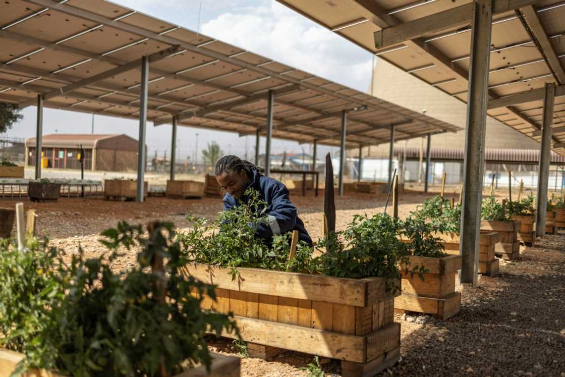 One of the green projects under way combines raising fish alongside vegetable patches supported by solar panels