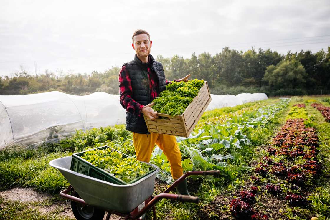 A farmer holds a crate of produce. A farmer holds a crate of produce.