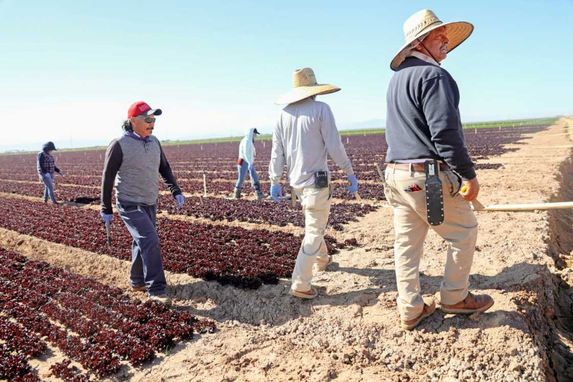 Farmworkers tend to a lettuce field in California's Imperial Valley, where land has always been fertile but dry Farmworkers tend to a lettuce field in California's Imperial Valley, where land has always been fertile but dry