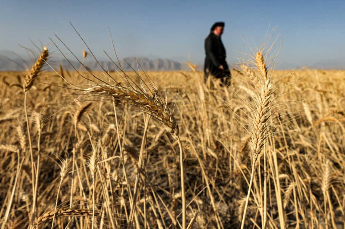 Bapir Kalkani, an Iraqi Kurdish agricultural trade unionist, inspects his wheat farm Bapir Kalkani, an Iraqi Kurdish agricultural trade unionist, inspects his wheat farm