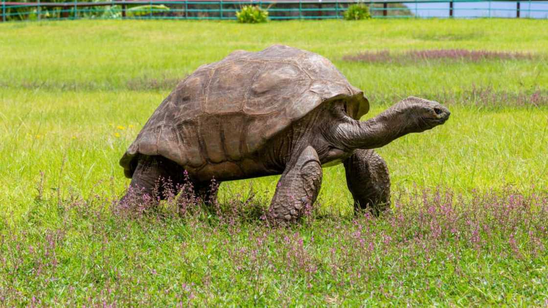 The tortoise is big. The tortoise is big.