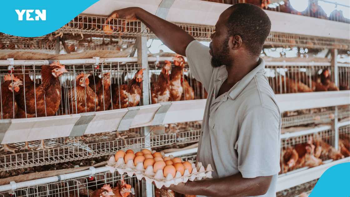 Deborah Jessica Oppong, NSS Personnel, National Service, Poultry farm, Egg supply business, Making money, Ghana entrepreneur, Money in Ghana. Deborah Jessica Oppong, NSS Personnel, National Service, Poultry farm, Egg supply business, Making money, Ghana entrepreneur, Money in Ghana.