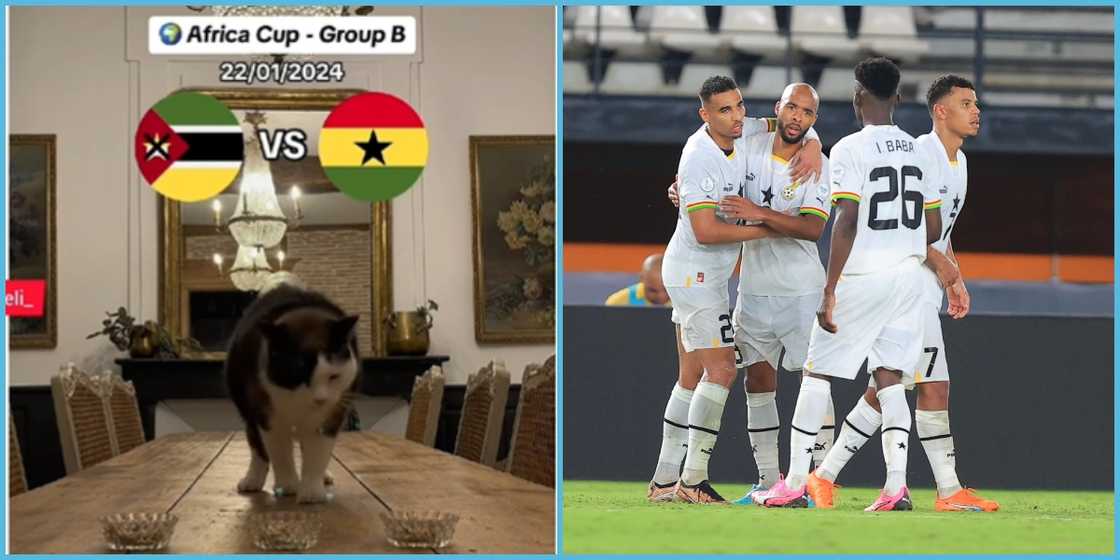 AFCON 2023: Magic Cat Predicts Win For Black Stars In Ghana Vs Mozambique Match AFCON 2023: Magic Cat Predicts Win For Black Stars In Ghana Vs Mozambique Match