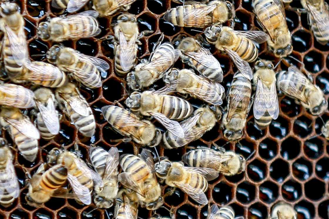 About 70 percent of honey consumed in Jordan is produced locally, says head of the Jordan Beekeeping Association About 70 percent of honey consumed in Jordan is produced locally, says head of the Jordan Beekeeping Association