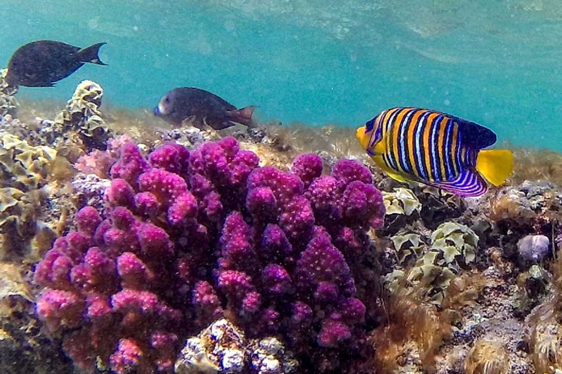 Striated surgeon fish (Ctenochaetus striatus) and royal angelfish (Pygoplites diacanthus) swim by a coral reef along Egypt's Red Sea coast