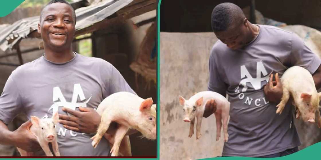 Nigerian pig farmer, Dr Bakaida. Nigerian pig farmer, Dr Bakaida.