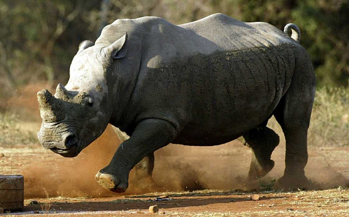 Threatened: The white rhinoceros (file picture) Threatened: The white rhinoceros (file picture)