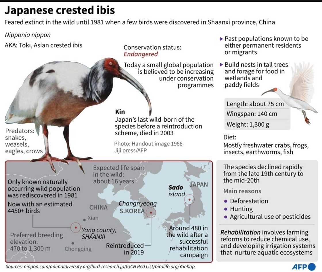 Japanese crested ibis