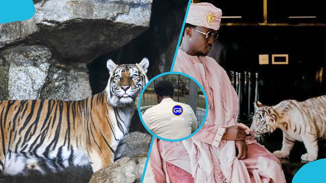 Cheddar, Freedom, Nana Kwame Bediako, Ghana, Accra, Zoo Cheddar, Freedom, Nana Kwame Bediako, Ghana, Accra, Zoo