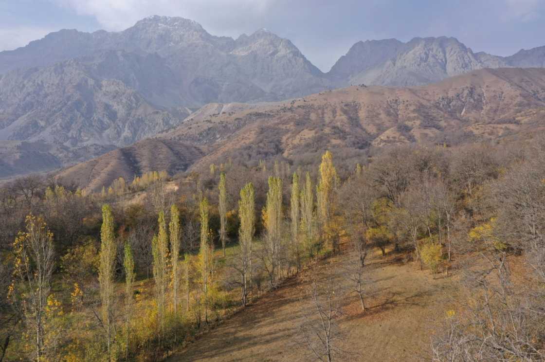 Walnuts are both an economic staple and a symbol of Kyrgyzstan's Jalal-Abad region Walnuts are both an economic staple and a symbol of Kyrgyzstan's Jalal-Abad region