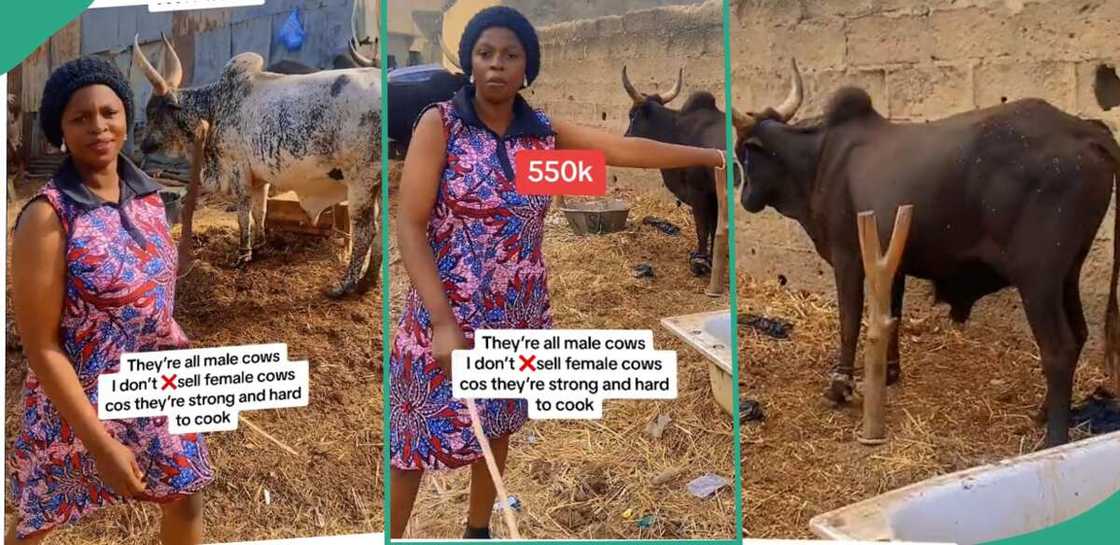 Lady shows off cows for sell. Lady shows off cows for sell.