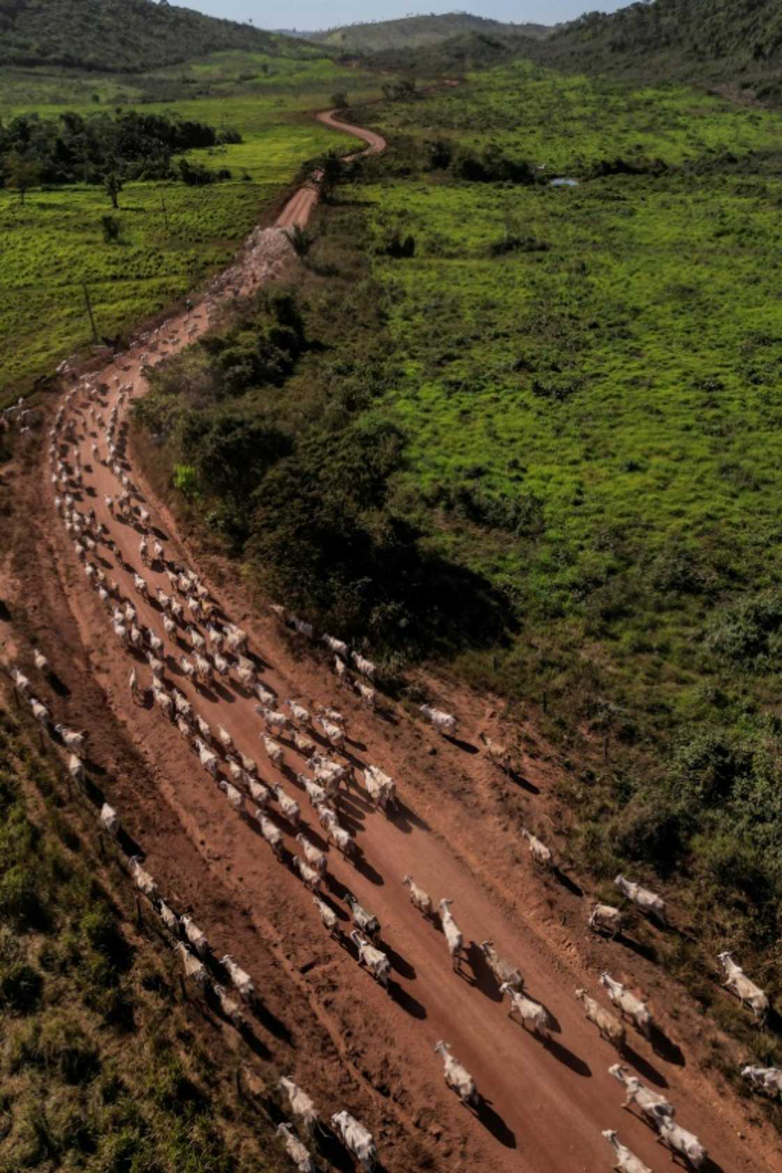 Sao Felix do Xingu has the largest number of cattle in Brazil, with 2.5 million head partly for export Sao Felix do Xingu has the largest number of cattle in Brazil, with 2.5 million head partly for export
