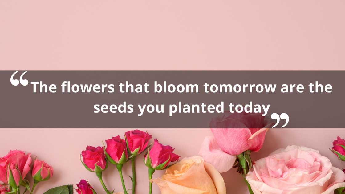 Inspirational quotes about flowers