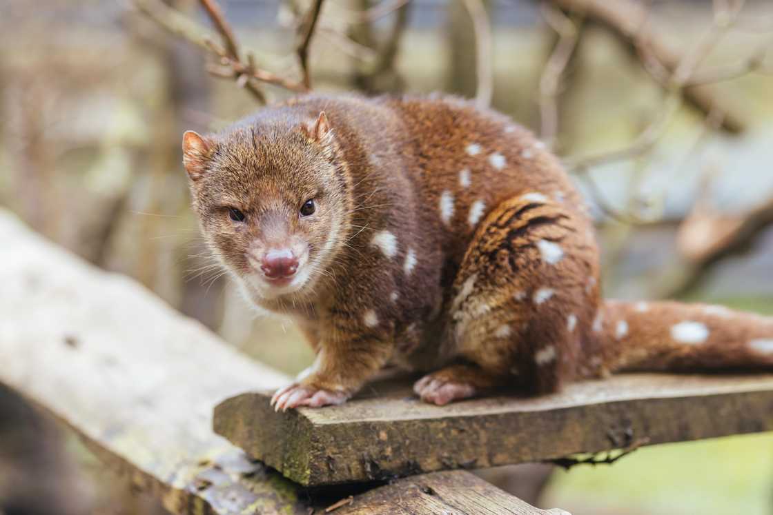 Quoll is on a wooden bench Quoll is on a wooden bench