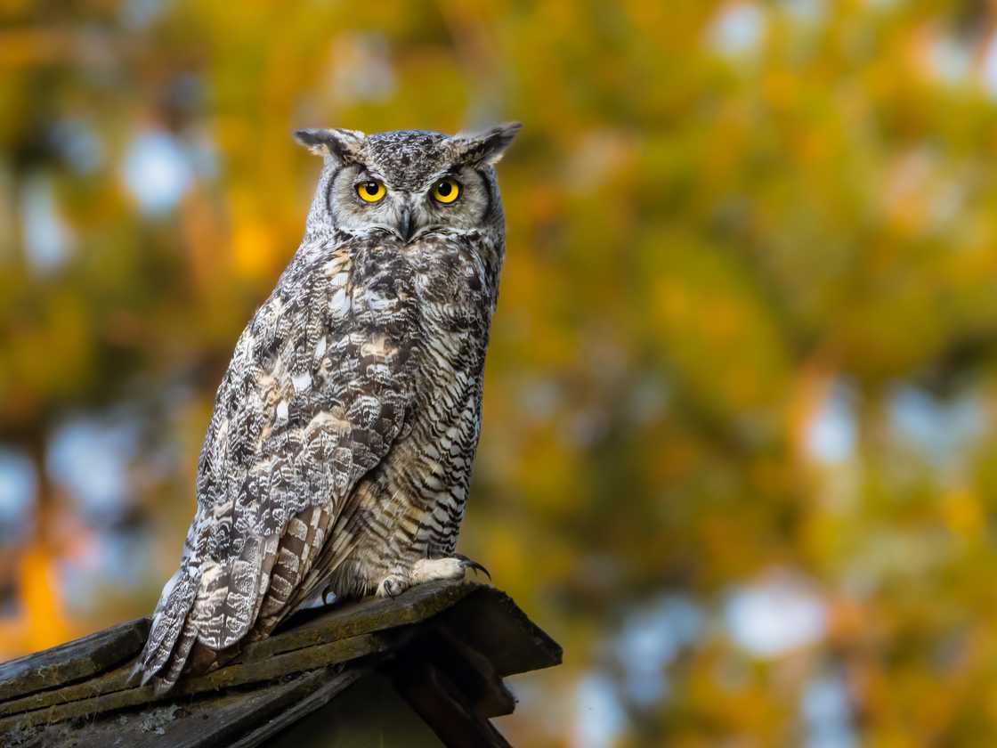 A Great Horned Owl perching on the top of a roof in the evening of summer season. A Great Horned Owl perching on the top of a roof in the evening of summer season.