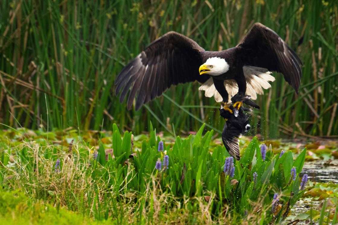 Largest eagle in the world