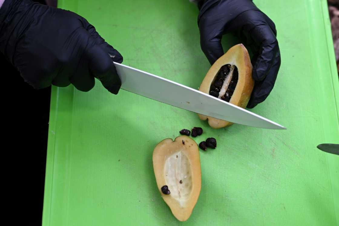 Criminals extract the drug from the black seeds of a fruit found on the Brugmansia plant and slip it into their victim's drinks. Criminals extract the drug from the black seeds of a fruit found on the Brugmansia plant and slip it into their victim's drinks.