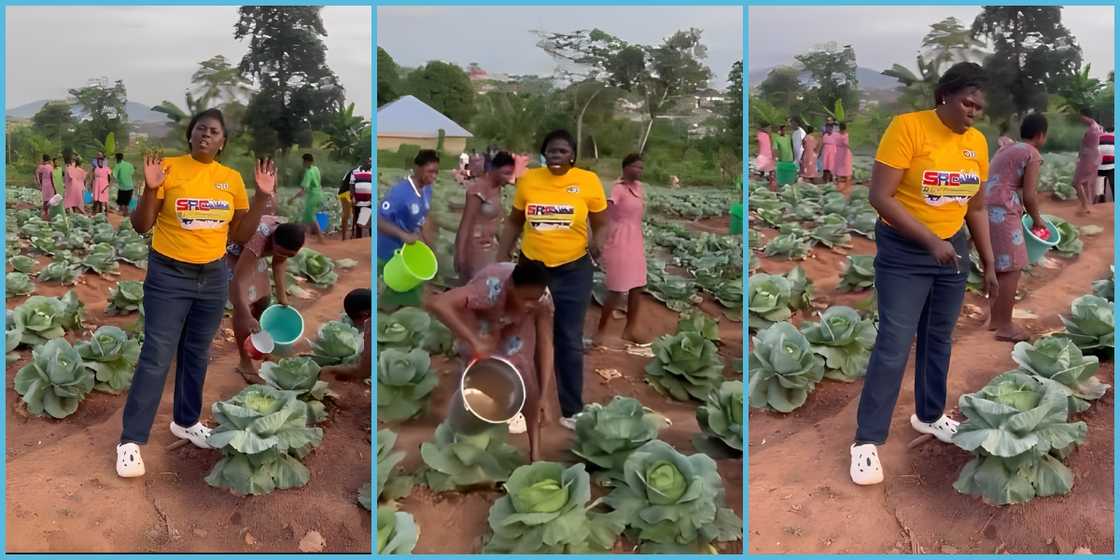 Students of Wesley SHS engage in farming on campus to support feeding.