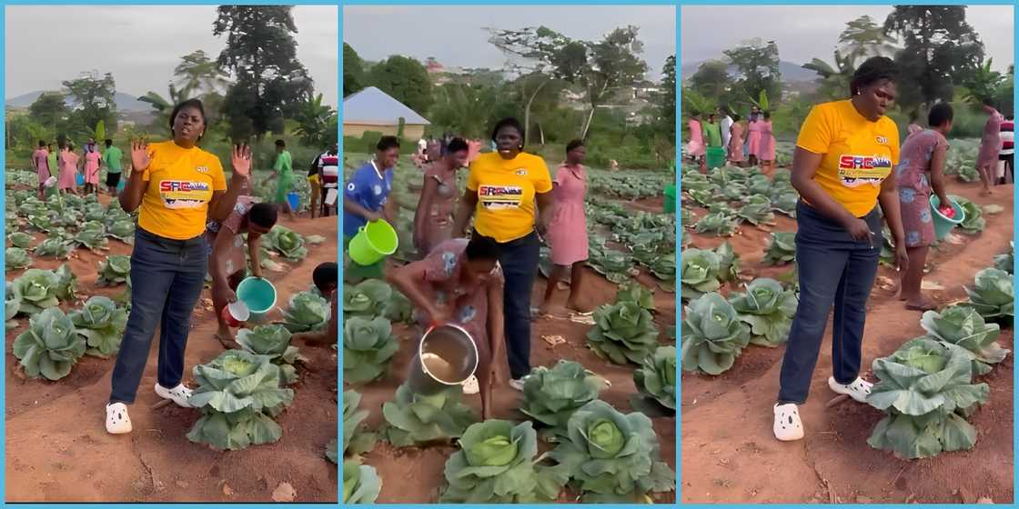 Students of Wesley SHS engage in farming on campus to support feeding. Students of Wesley SHS engage in farming on campus to support feeding.