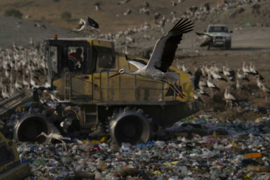 Growing numbers of white storks have given up migrating to Africa and are living all year in Spain