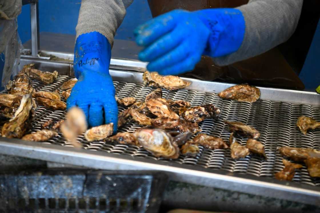 A health scare has caused falling oyster sales in France A health scare has caused falling oyster sales in France