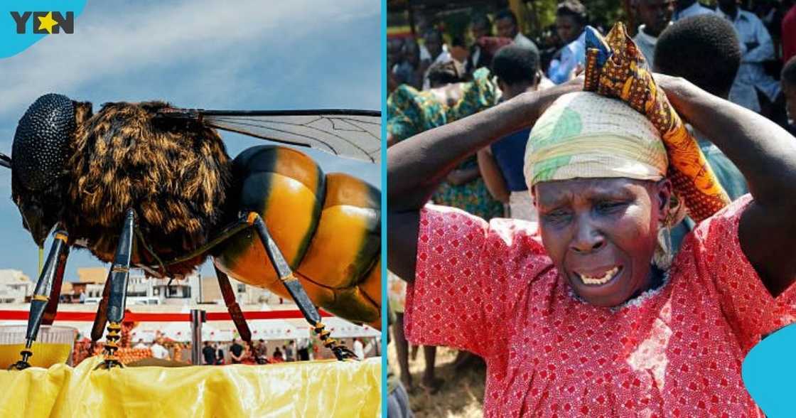Bee attack, Afram Plains, Eastern Region, chief, traditional leaders, hospital.