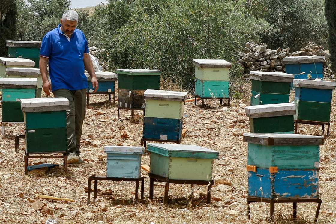 Mutasim Hammad, a retired public security directorate employee, walks past bee hives in Jordan's north Mutasim Hammad, a retired public security directorate employee, walks past bee hives in Jordan's north