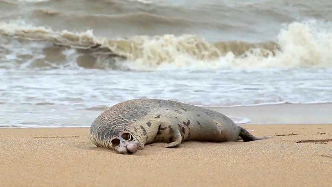 A dead Caspian seal on a Russian beach in 2020. The seal population of the Caspian Sea has for decades suffered from over-hunting and the effects of industrial pollution A dead Caspian seal on a Russian beach in 2020. The seal population of the Caspian Sea has for decades suffered from over-hunting and the effects of industrial pollution