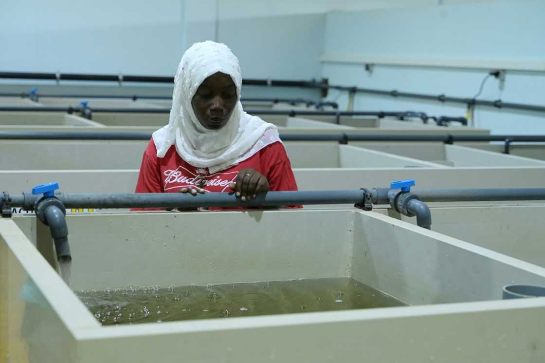 Even though Senegal created a dedicated agency in 2006 aquaculture has still not taken off