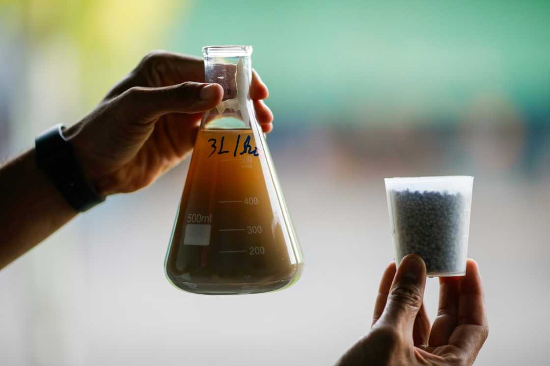 Organic products, including fungi and bacteria, are used by farmer Adriano Cruvinel as natural pesticides Organic products, including fungi and bacteria, are used by farmer Adriano Cruvinel as natural pesticides