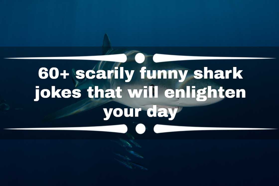 shark jokes