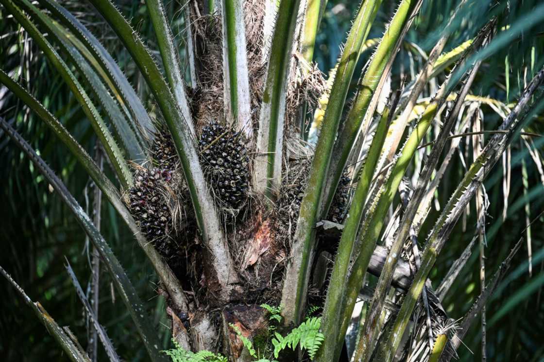 Palm oil is a controversial commodity, blamed by environmentalists for fuelling the destruction of rainforest in Malaysia and Indonesia, which together produce 85 percent of global output Palm oil is a controversial commodity, blamed by environmentalists for fuelling the destruction of rainforest in Malaysia and Indonesia, which together produce 85 percent of global output