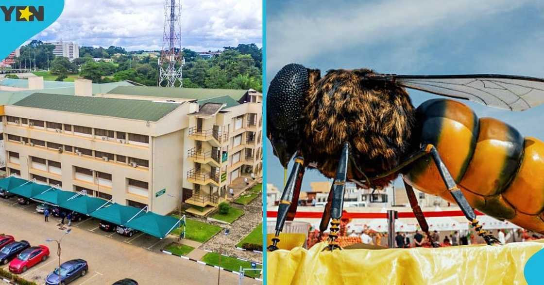 KNUST, Bee attack, students, Kumasi, Ashanti Region