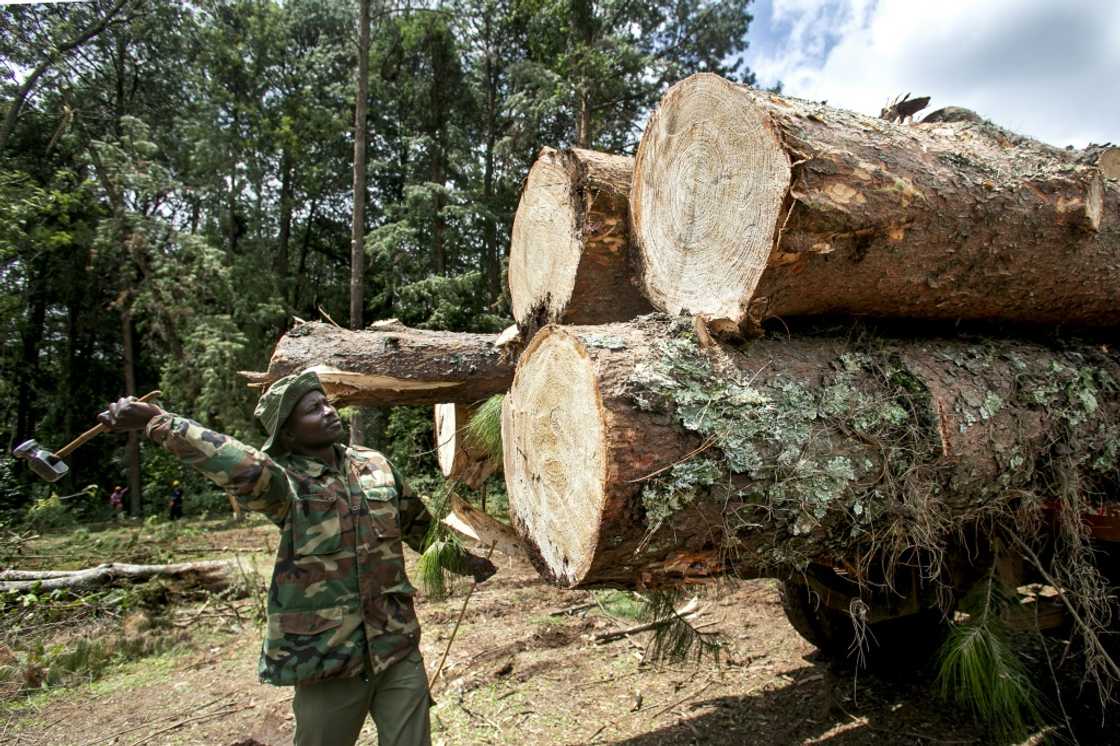 Conservationists were dismayed at the announcement in July by President William Ruto Conservationists were dismayed at the announcement in July by President William Ruto