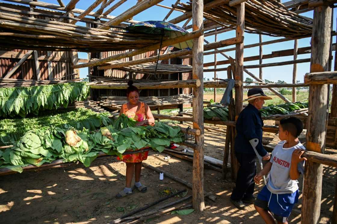 Tobacco farmers in western Cuba are starting to recover five months after the devastating passage of Hurricane Ian