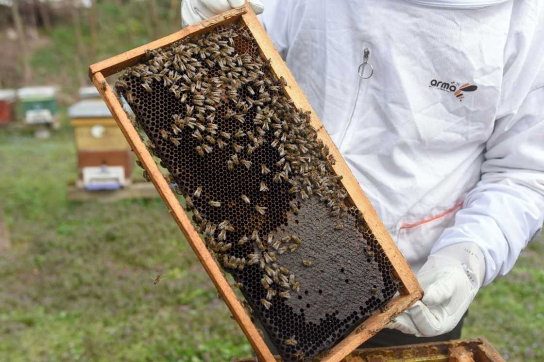 Beekeeping has surged in recent years in all regions of the country Beekeeping has surged in recent years in all regions of the country