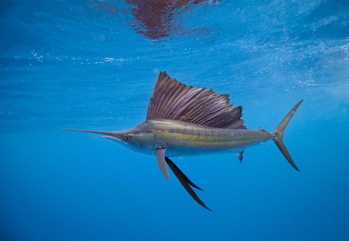 Sailfish moving in the water