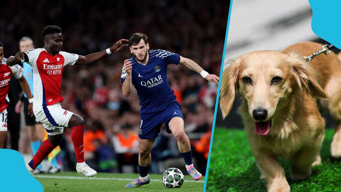 Dog, predict, outcome, results, PSG, UEFA Champions League, semi-final, Arsenal. Dog, predict, outcome, results, PSG, UEFA Champions League, semi-final, Arsenal.