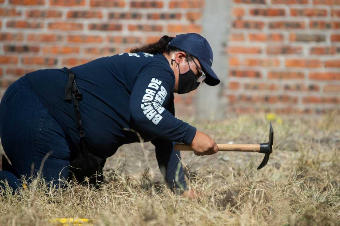 A relative of one of Mexico's many missing persons searches for remains in Guanajuato state, where prosperity, culture and cartel violence converge A relative of one of Mexico's many missing persons searches for remains in Guanajuato state, where prosperity, culture and cartel violence converge