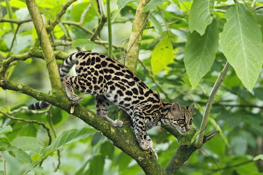 Margay on a tree branch Margay on a tree branch