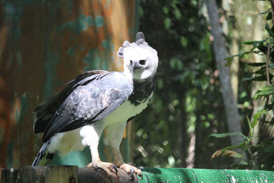 Largest eagle in the world