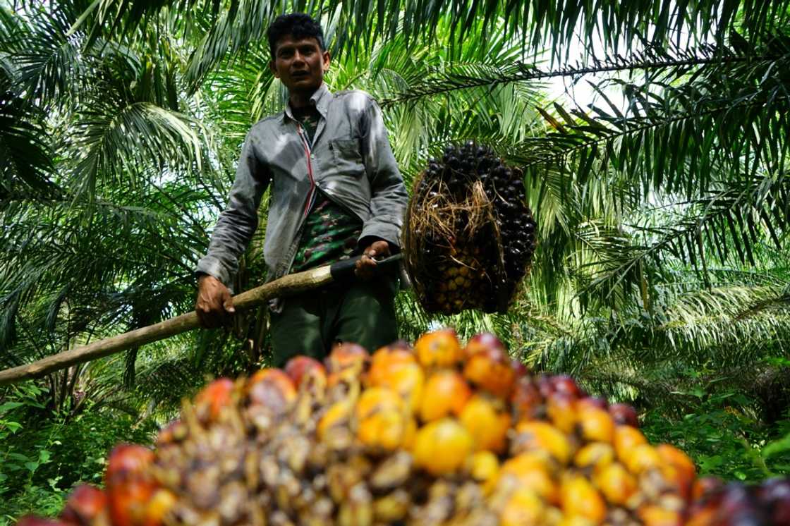 The threatened US tariffs are worrying for Indonesia's 2.5 million palm oil smallholder farmers The threatened US tariffs are worrying for Indonesia's 2.5 million palm oil smallholder farmers