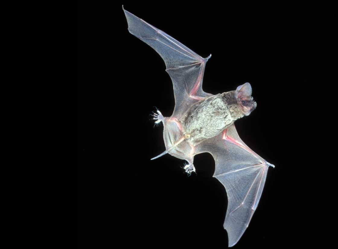 Mexican free-tailed bat flying in the air