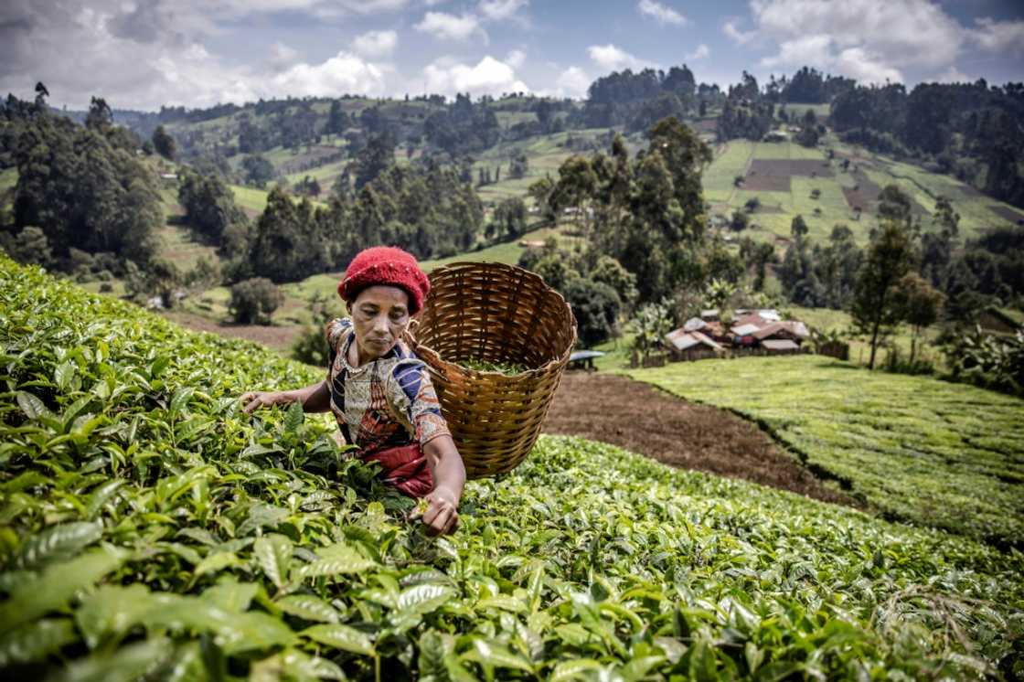 Closing the gender gap in agriculture would reduce the number of food-insecure people by 45 million, according to the FAO