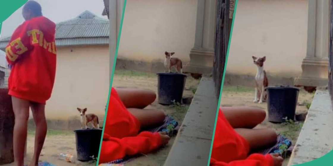 Girl faints to see ekuke dog's reaction