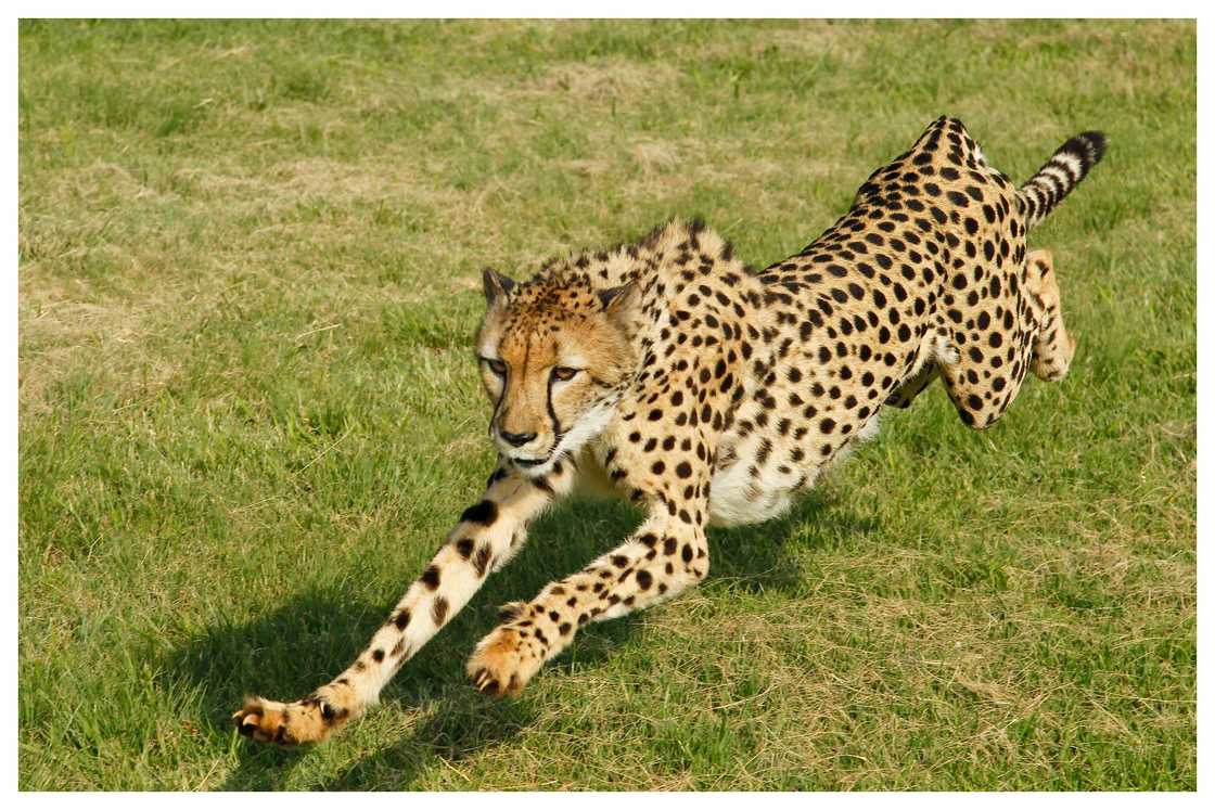 A cheetah runs at full stride at a breeding facility in South Africa.