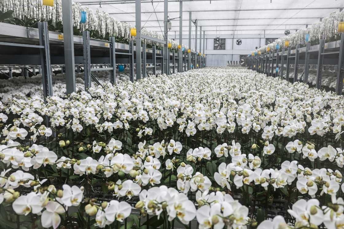 US tariffs on Taiwanese orchids have shot up from zero to 20 percent