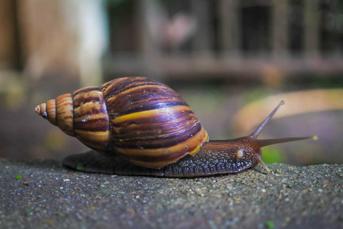 Japanese land snail on the floor. Japanese land snail on the floor.