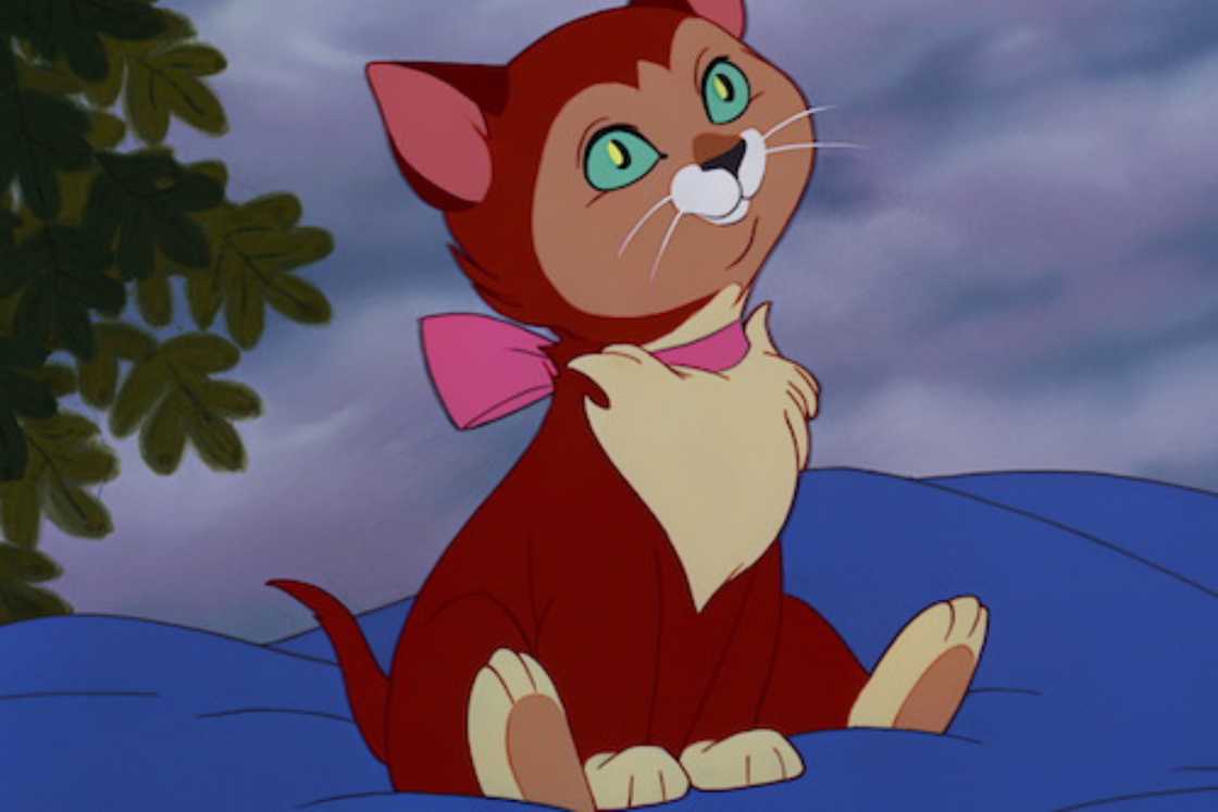 Dinah is sitting on a blue surface Dinah is sitting on a blue surface