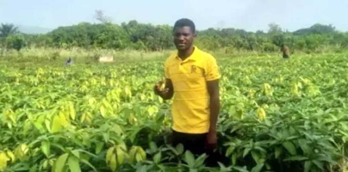 Meet 23-year-old successful mango farmer Meet 23-year-old successful mango farmer